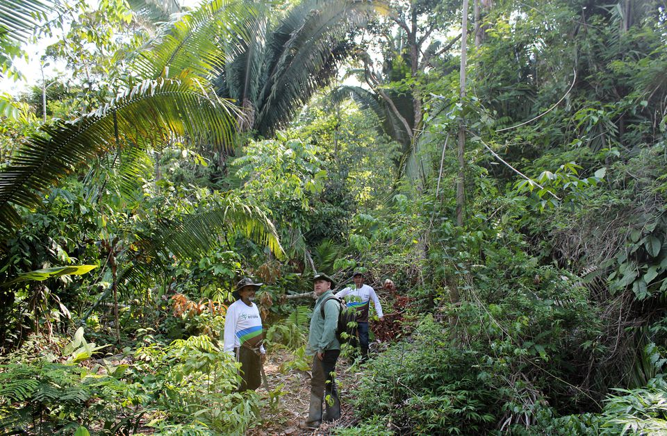 image Over 10,000 species risk extinction in Amazon