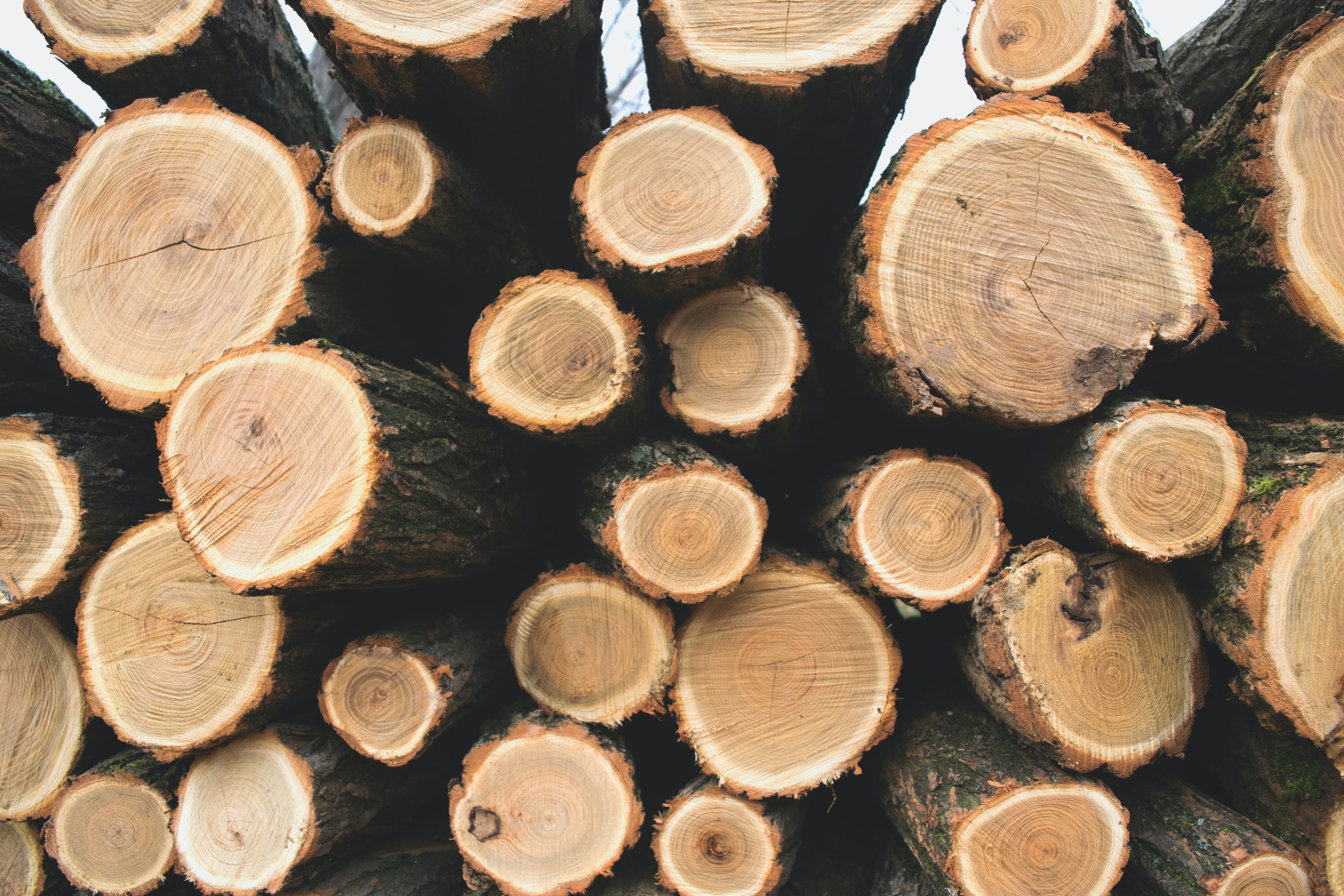image Using tree-rings to date and write history