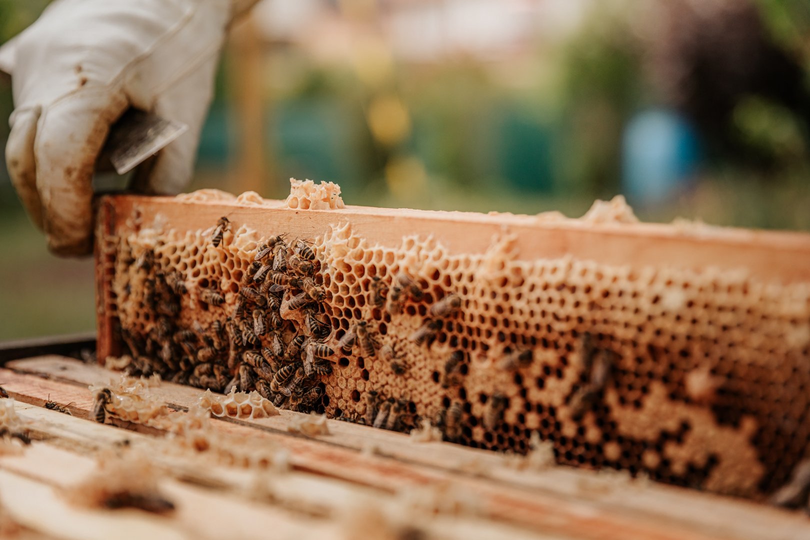 image Learning all about propolis