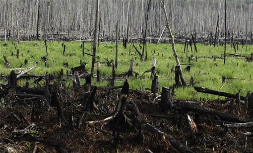 image EU biofuels goals seen behind 4 million hectares of deforestation