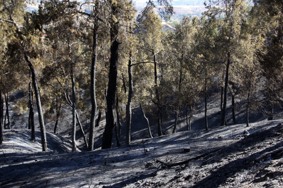 feature antigoni main state forest was destroyed in last month's fire in ayia marina