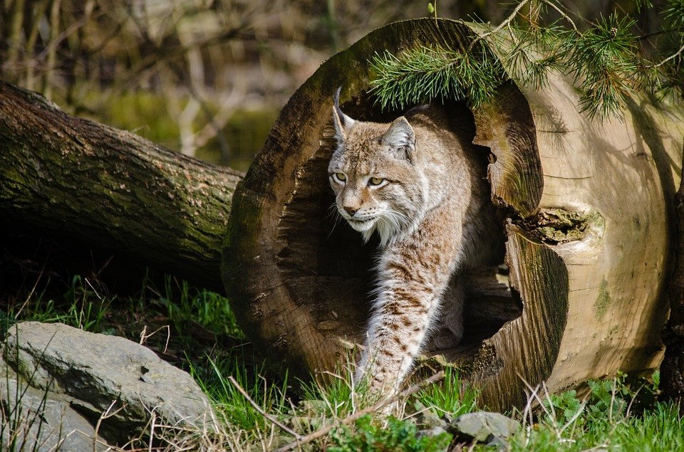 image North Macedonia national park offers lifeline for endangered lynx