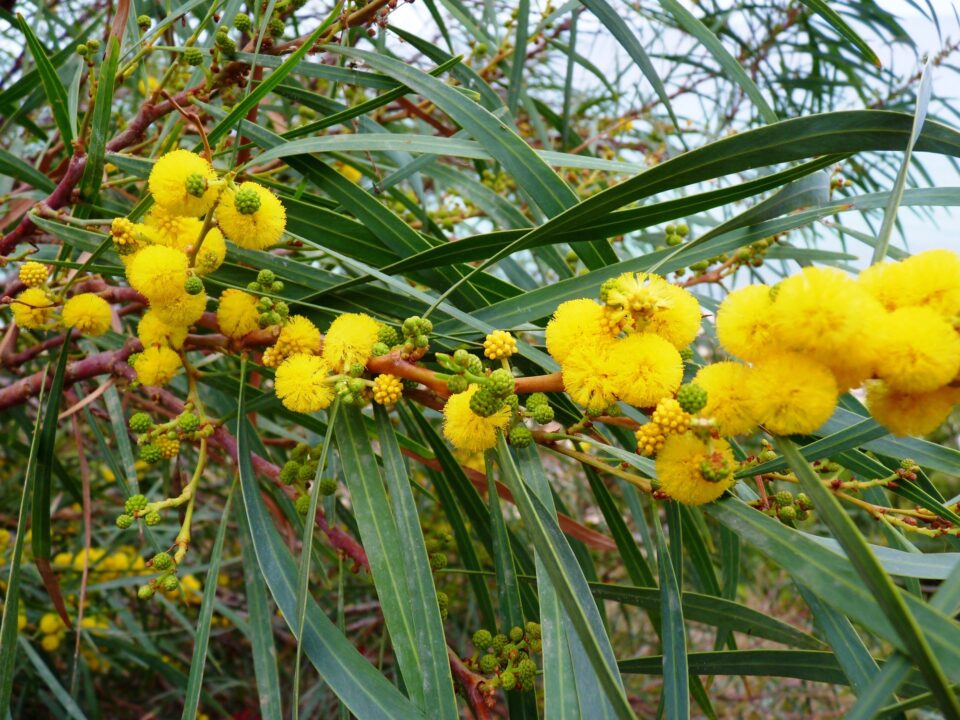 martin acacia saligna, golden wreath wattle dangerous invader species that compromises cyprus's natural forest cover