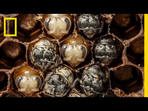image Hive-lapse: how honeybees morph from larvae to adults