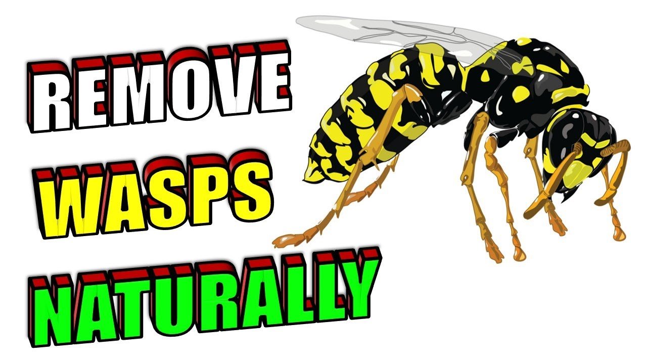 image Natural methods to repel wasps (or live with them, safely)