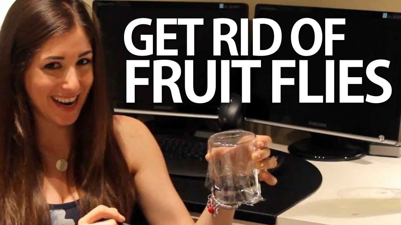 cover Household hack: how to build an effective fruit-fly trap