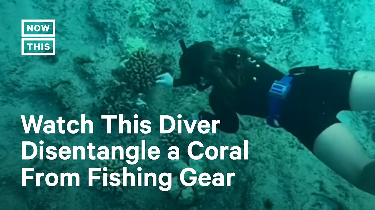 image The BFFs helping to save Hawaii&#8217;s coral reefs
