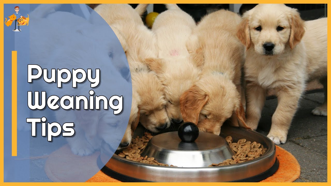 Puppy weaning milk best sale