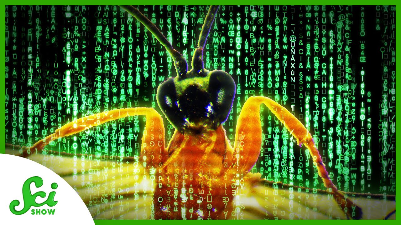 image Over-riding evolution: the wasp that re-programmes spiders