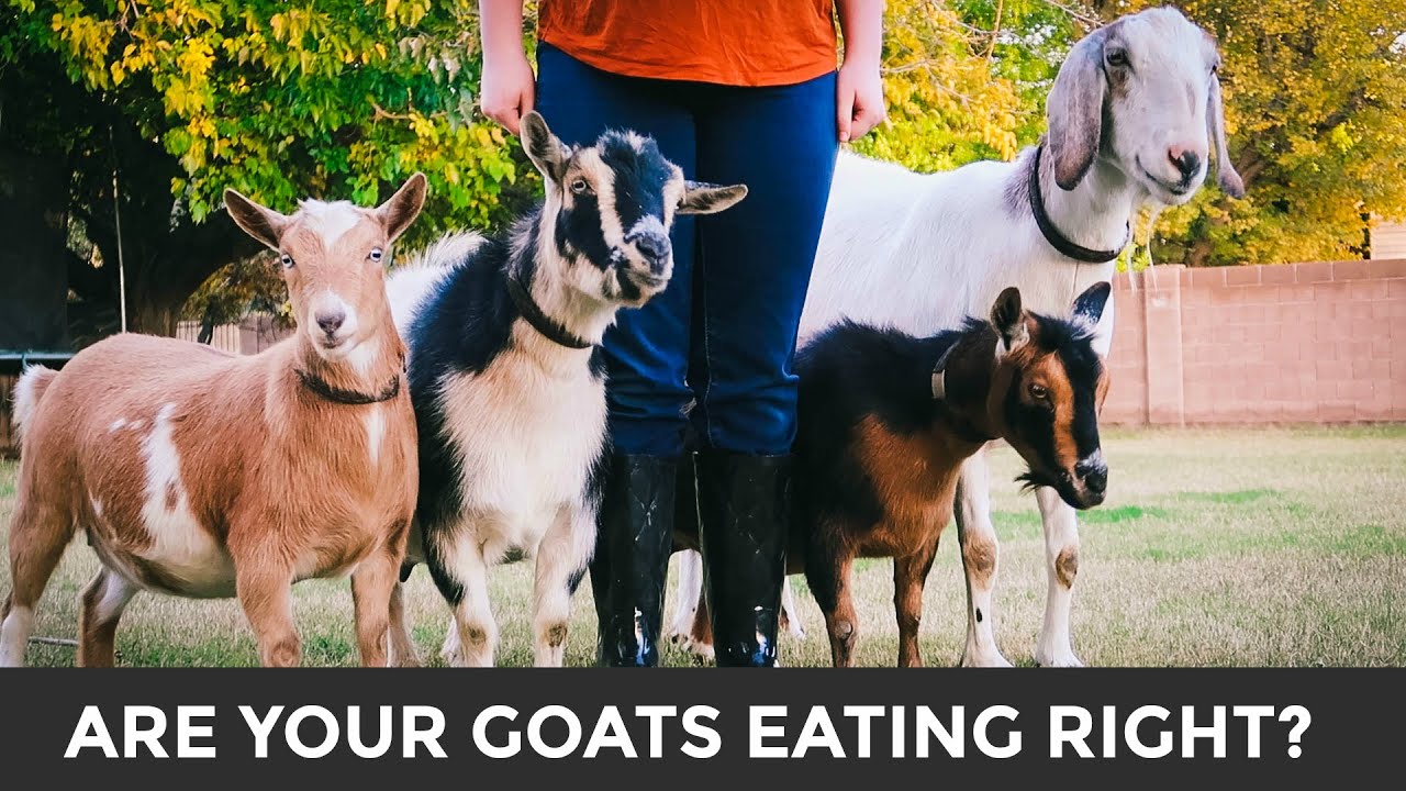 image How to feed and care for goats on an urban farm