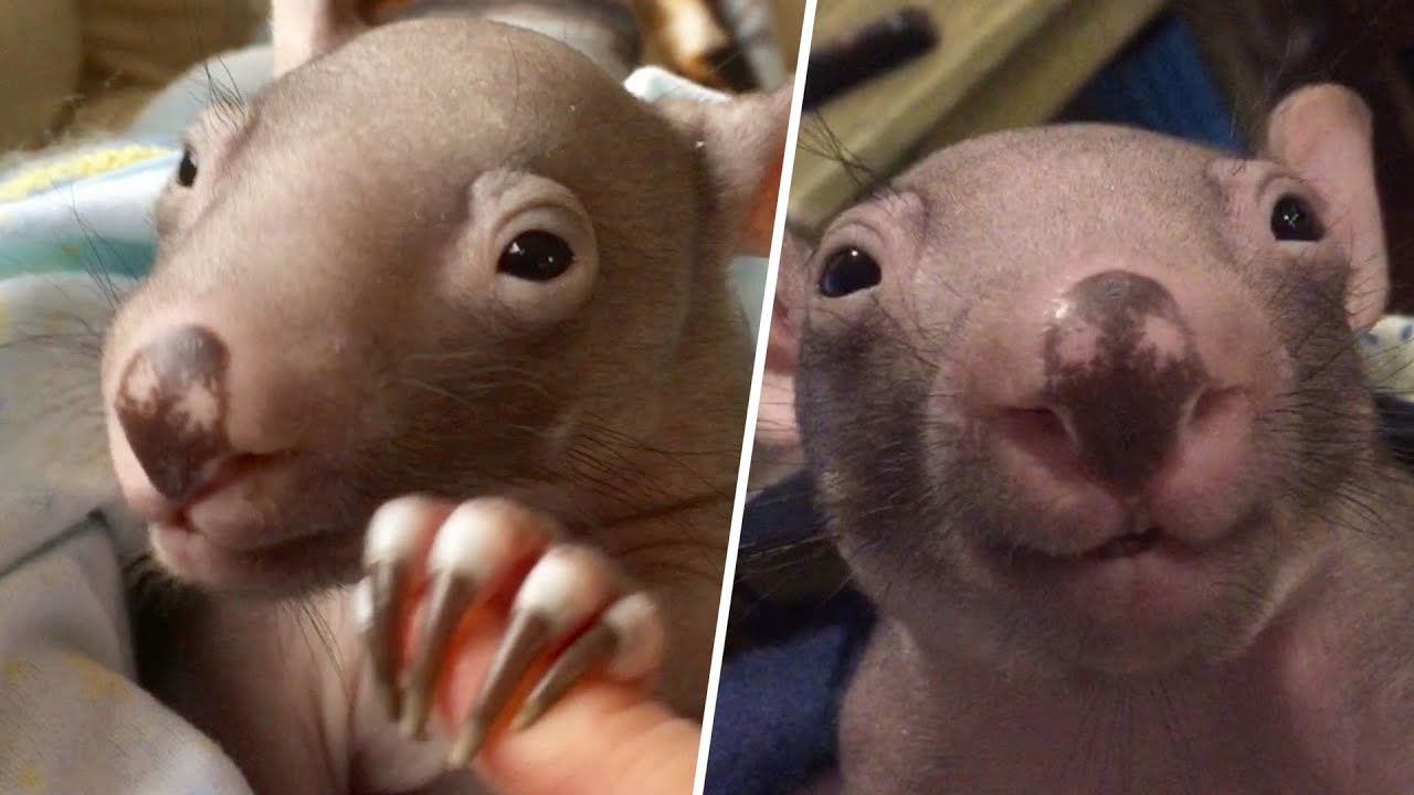image The orphaned wombat who gained a human mum