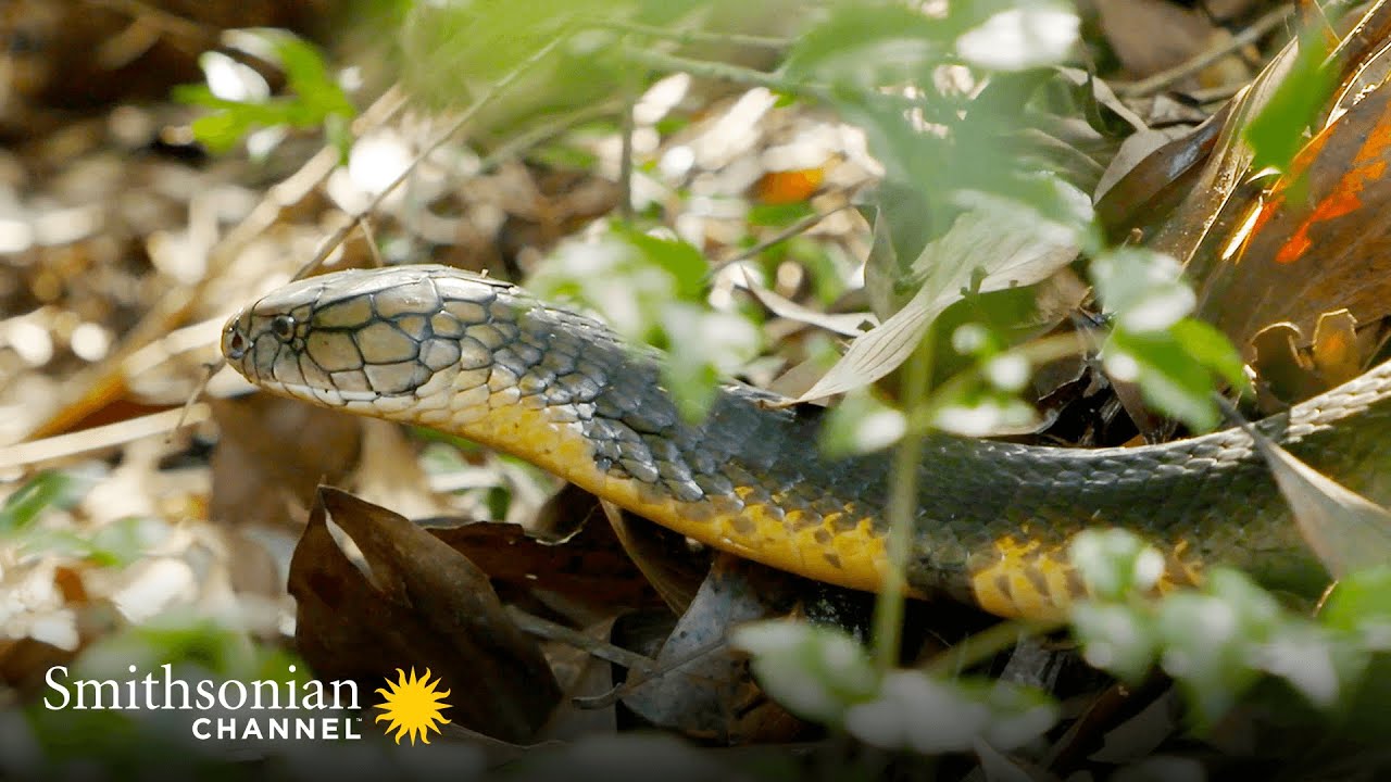 image How a king cobra builds her hatchlings an elaborate nest