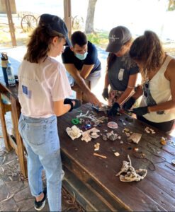 sorting litter