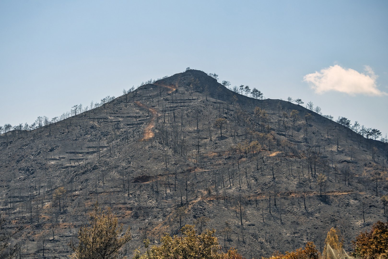 image More than 25,000 trees to be planted in fire-stricken areas