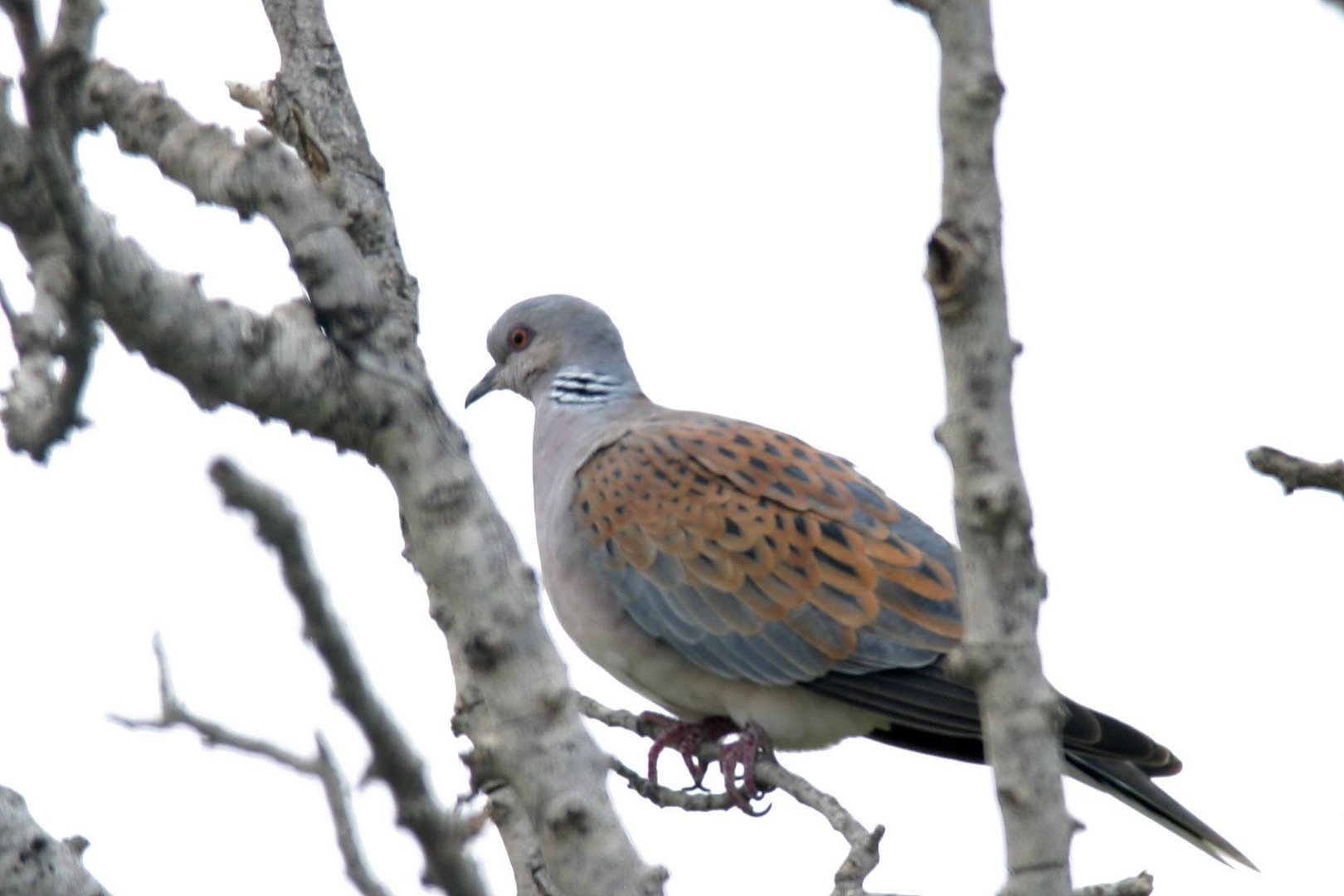 image Hunters warned over turtle dove limit