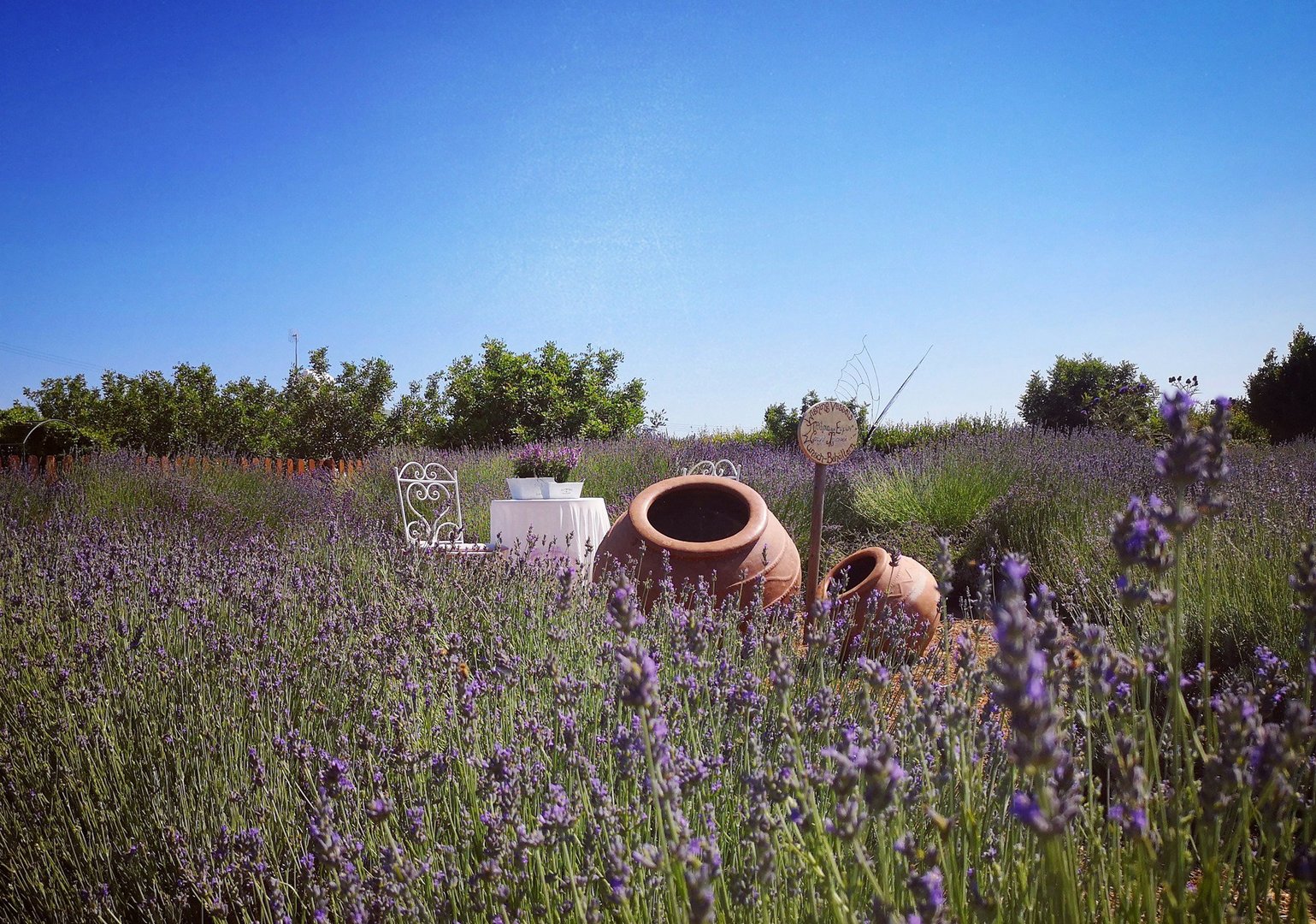 image Drums and fairy houses among the lavender