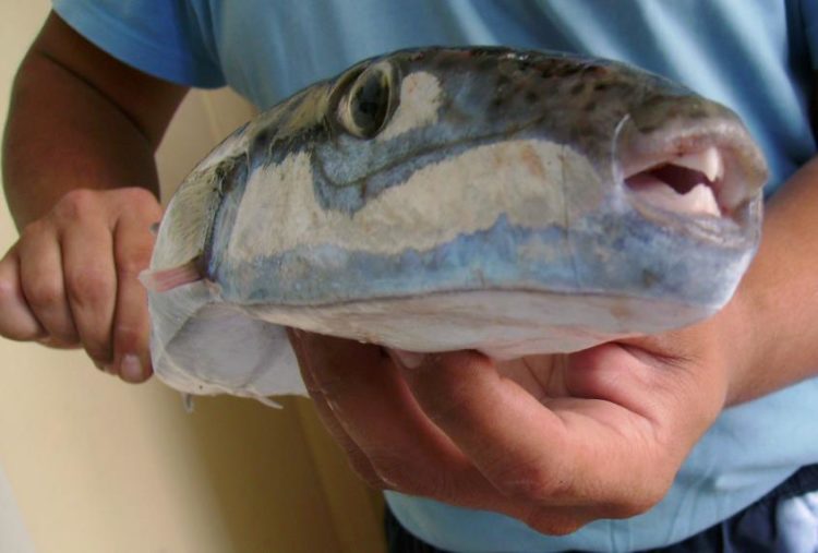image EU poised to wage war on lionfish