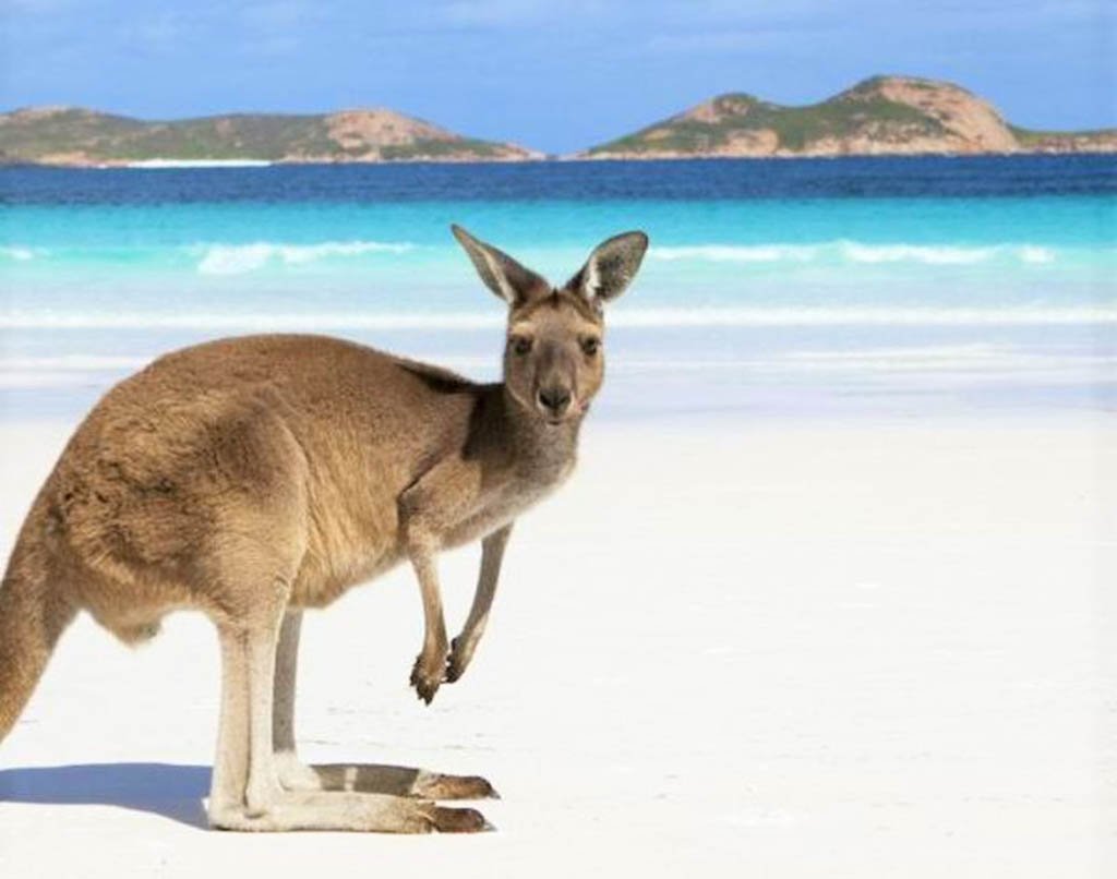 Australia is largest island in world. Кенгуру на пляже. Кенгуру на пляже в Австралии лежит. Остров кенгуру в Австралии на белом фоне. Авиакомпания Австралии с кенгуру.