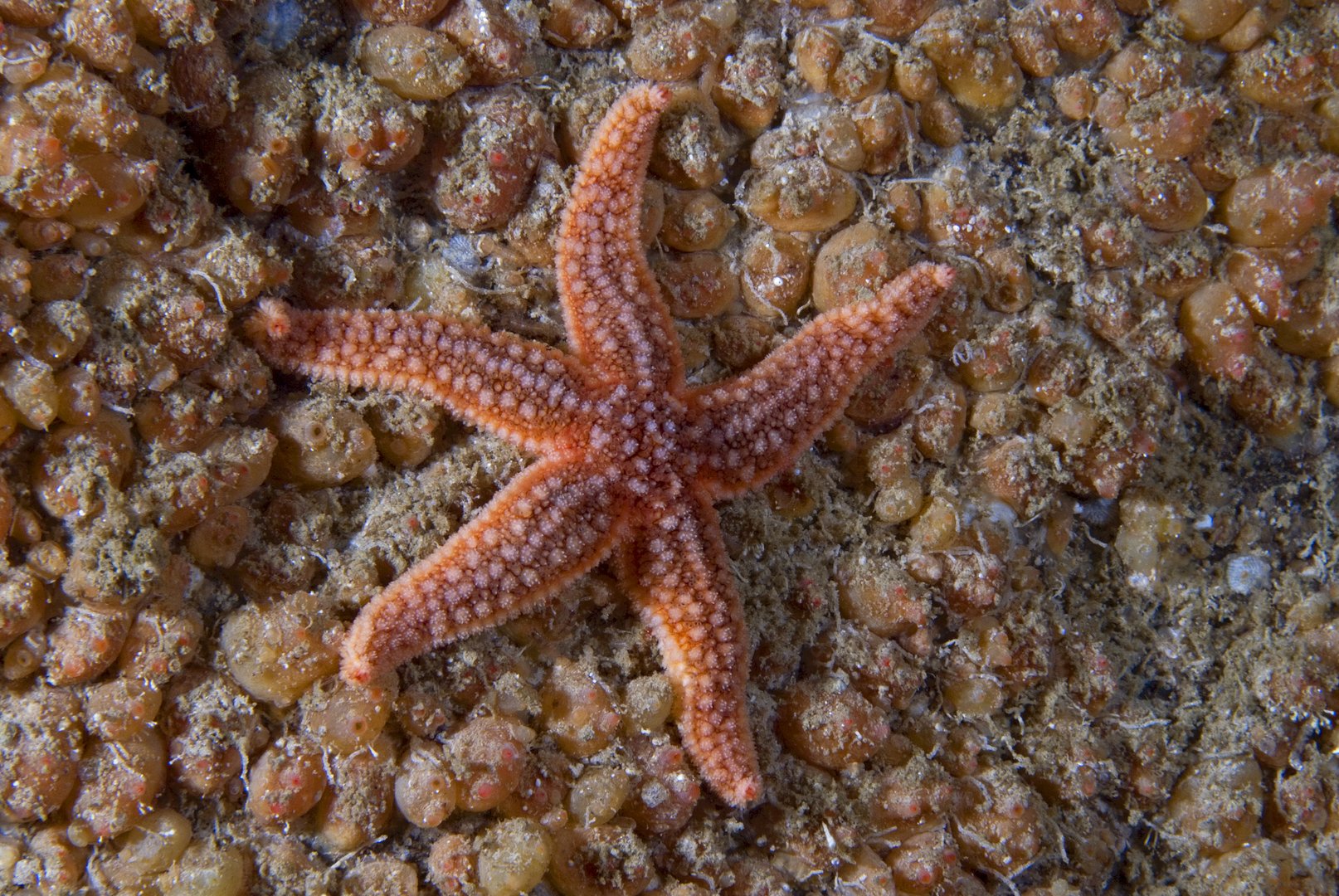image Divers unveil hidden life of remote Scottish island’s sea caves