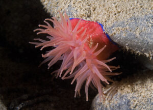 fair isle marine survey