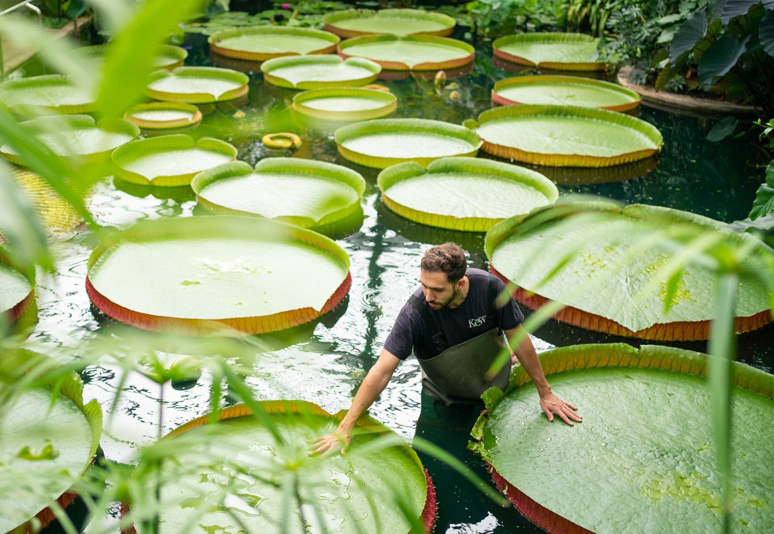 kew gardens guinness world record