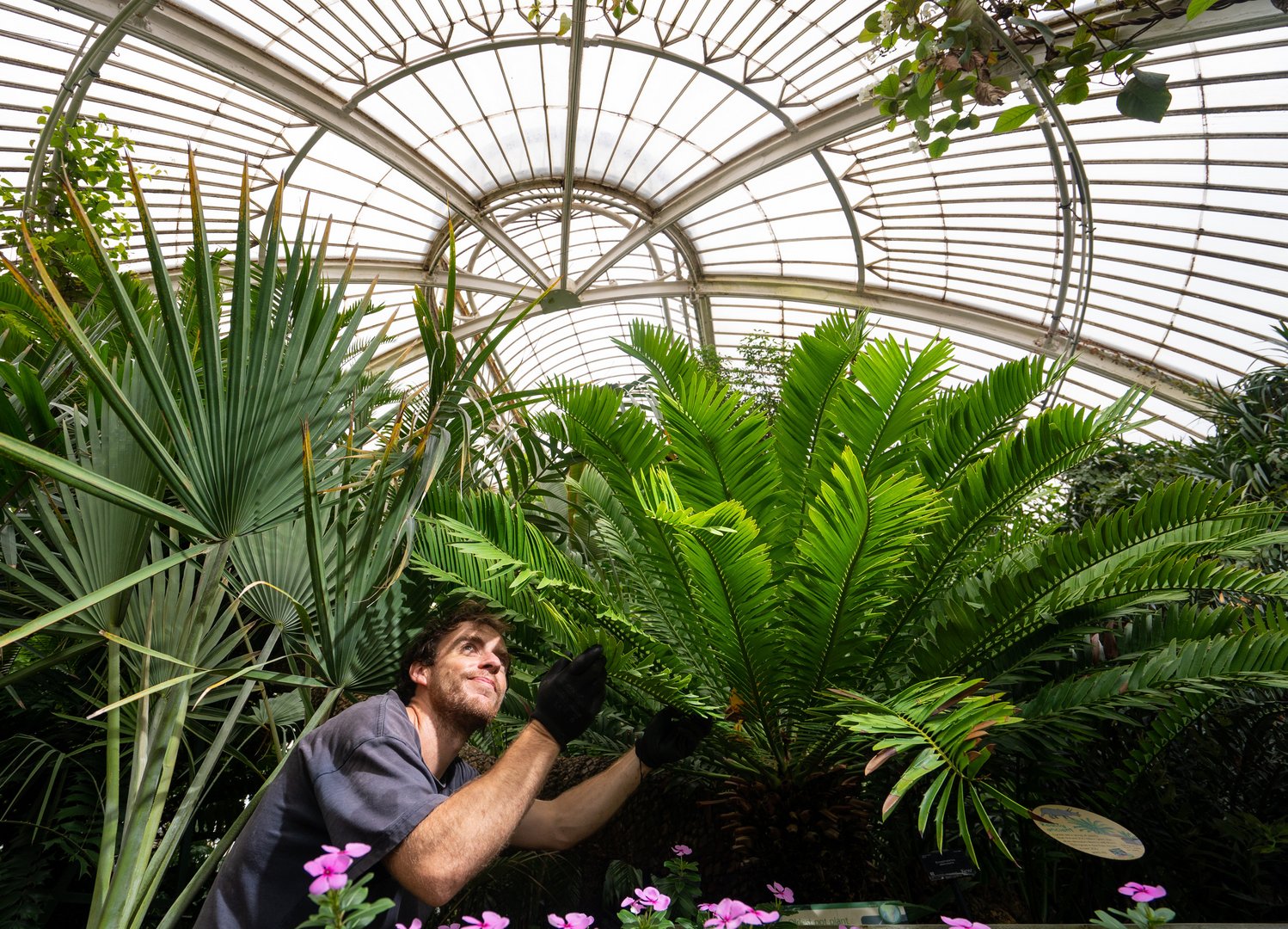 image Kew Gardens gains Guinness World Record for its 17,000-strong plant collection