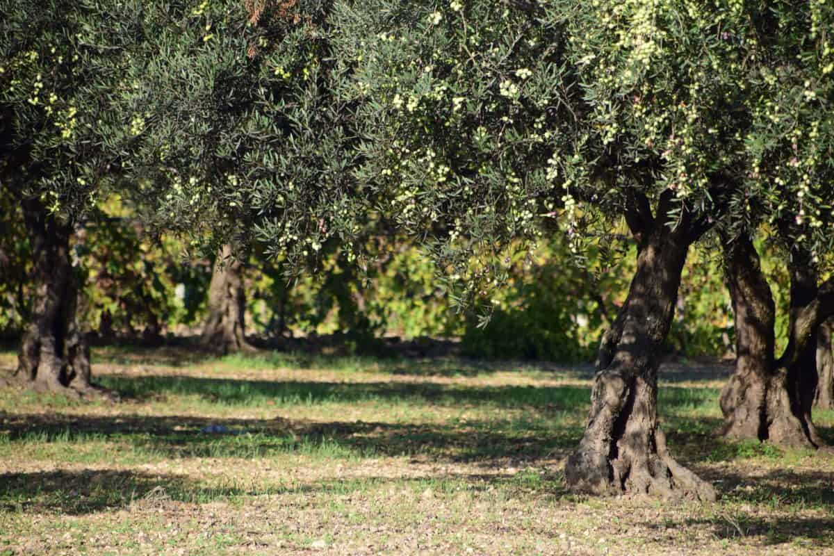 image Secrets shared by an olive grove