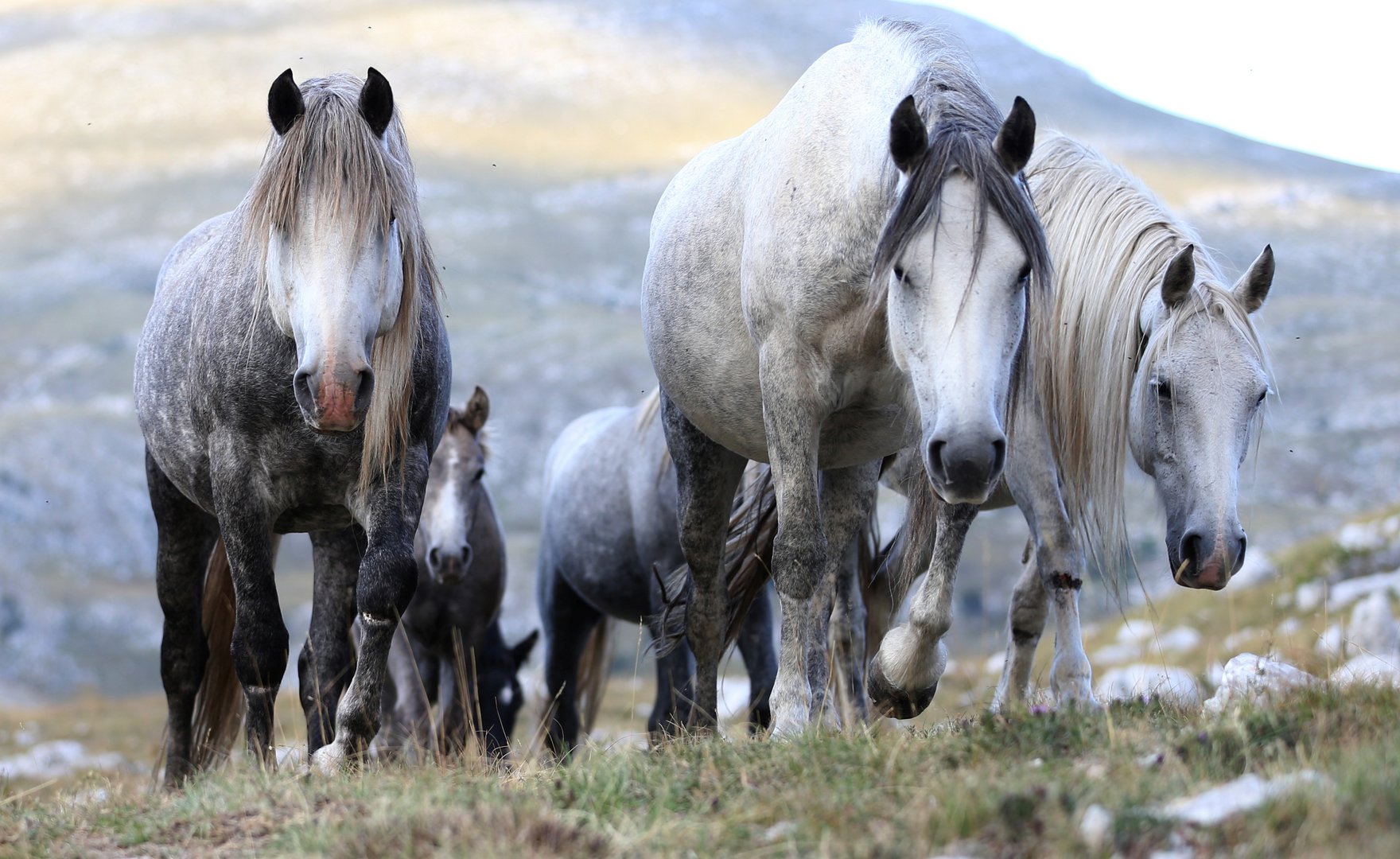 image Bosnia&#8217;s wild horses: Promising tourist attraction, or farmers&#8217; pest?