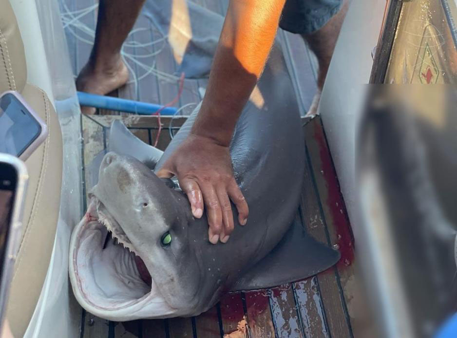image Fishery department investigates possible ill-treatment of shark