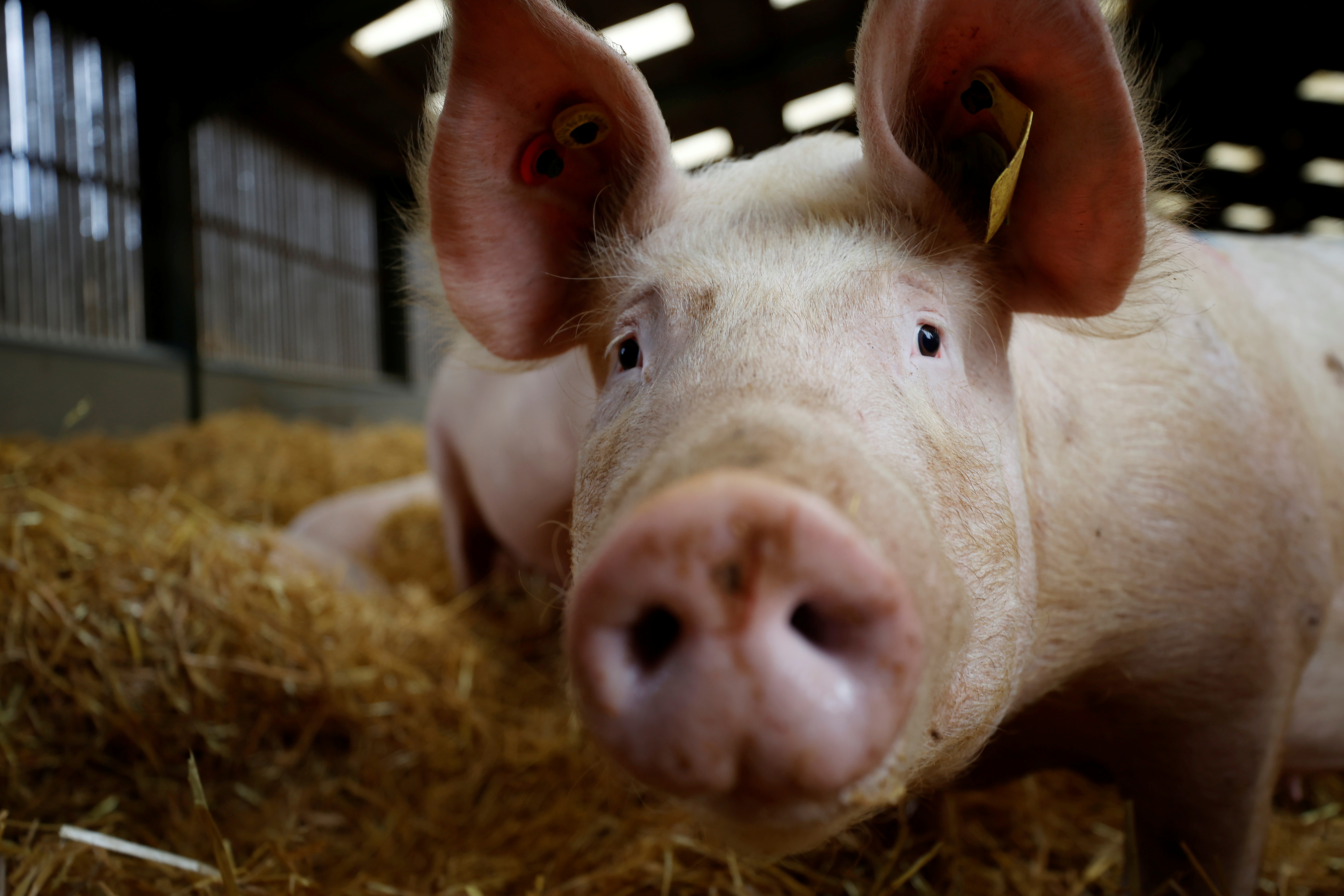 Cyprus tops EU list for antibiotics in farm animals