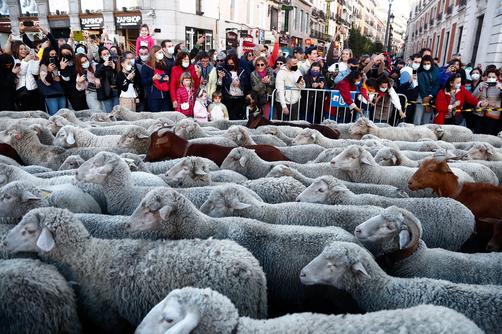 image Sheep replace cars as they cross Madrid en route to winter pastures