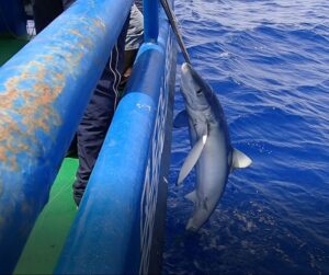 blue shark bycatch3