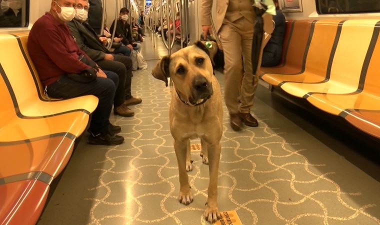 image Wandering dog is Istanbul commuters&#8217; best friend