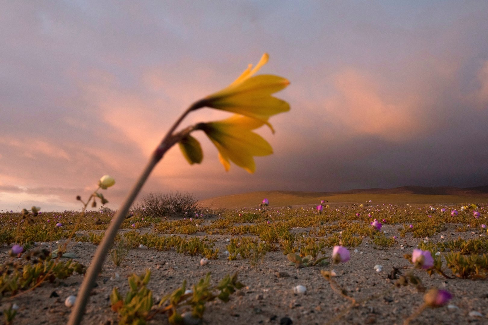 image It&#8217;s bloom time in Chile&#8217;s &#8216;flowering desert&#8217;, despite drought