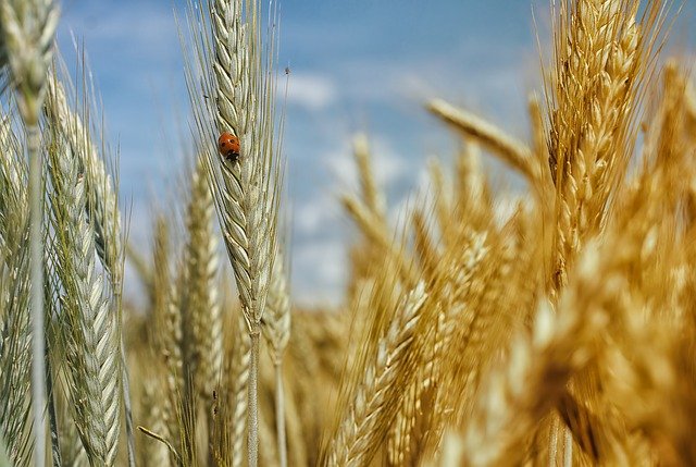 image World food prices hit 10-year peak