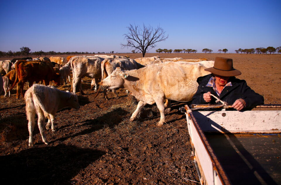 file photo: a farmer feeds cattle on her property near the town of walgett, australia