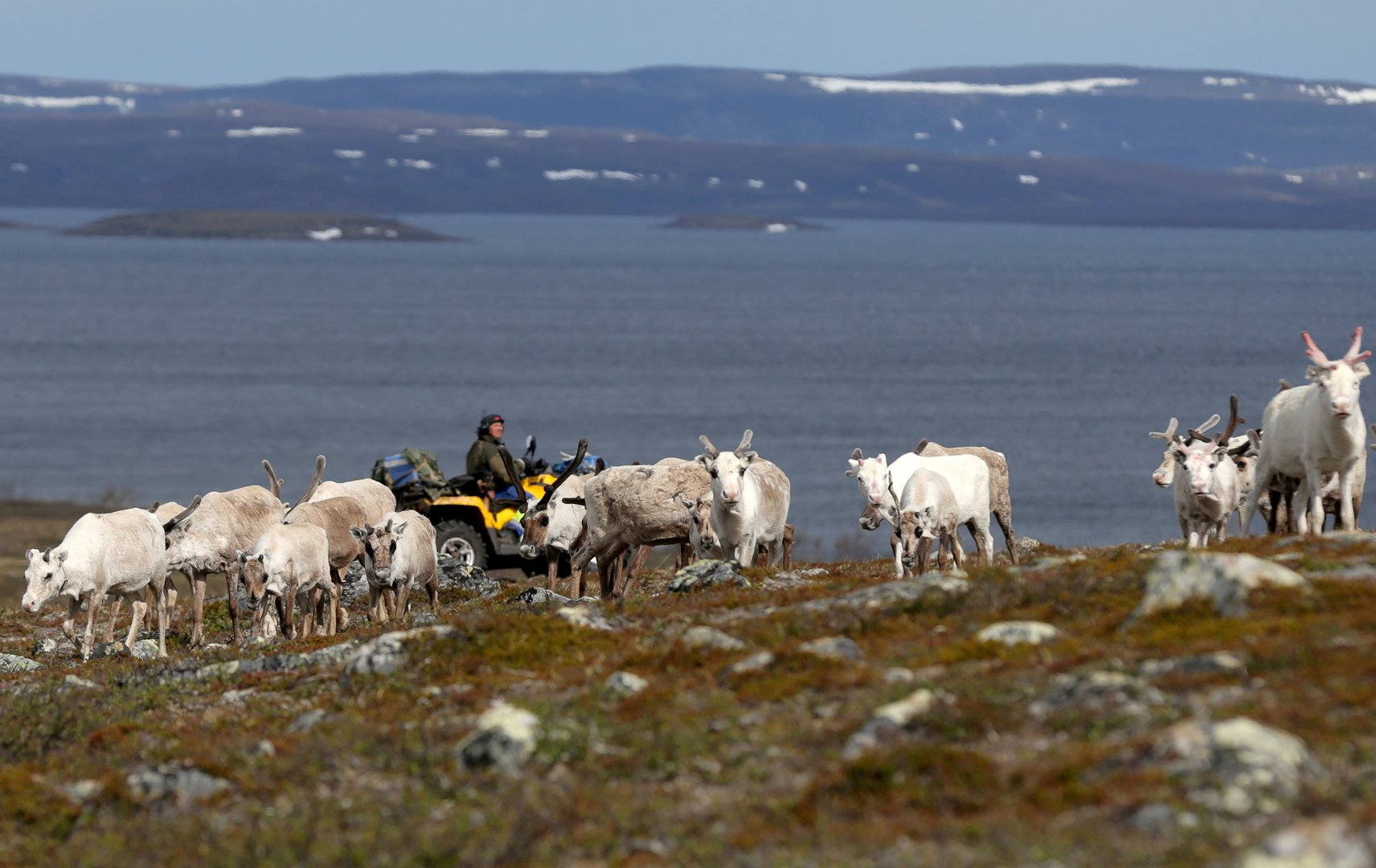 image Norway wind turbines should be torn down, reindeer herders say