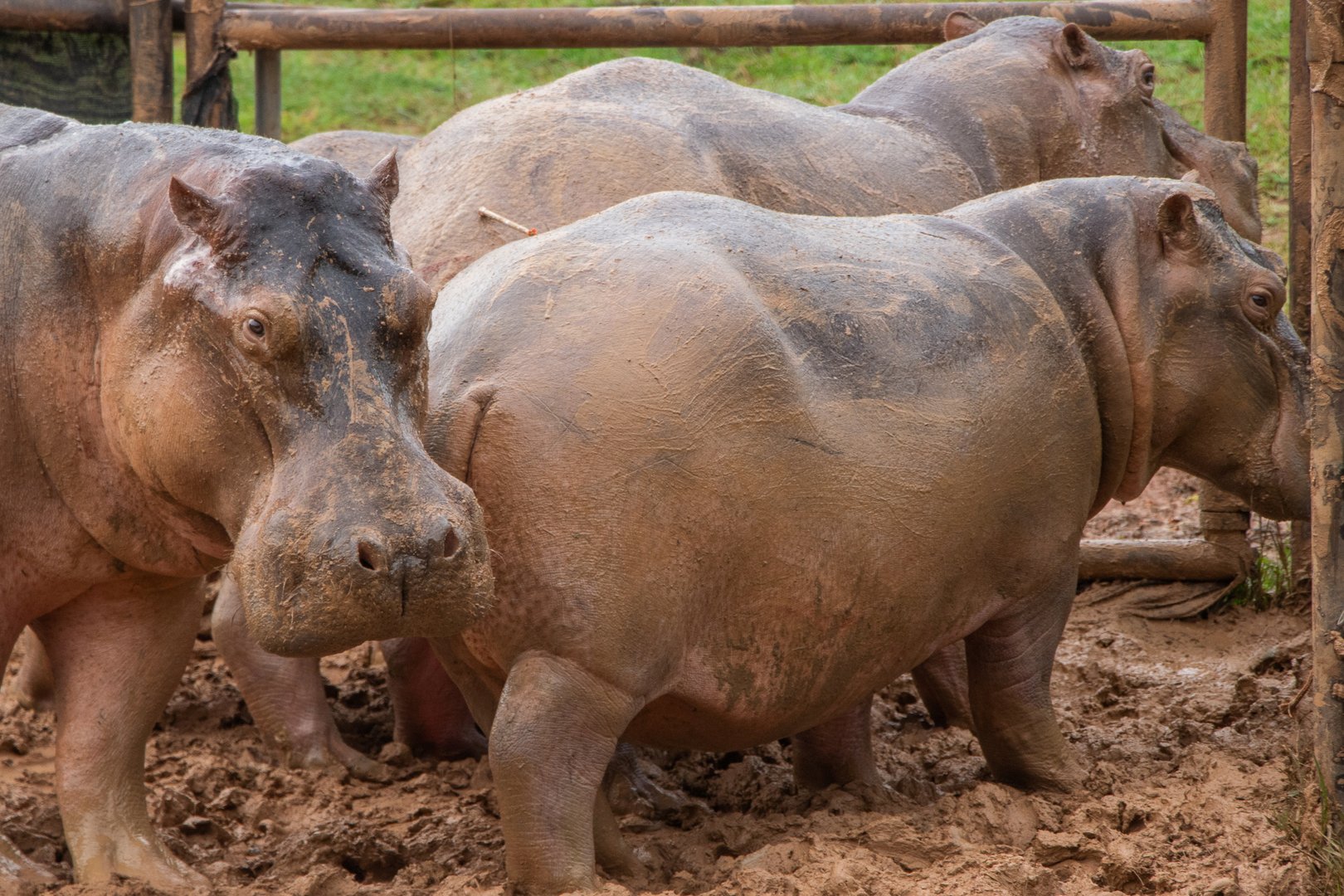 image Birth control for Colombia&#8217;s hippos: contraceptive darts
