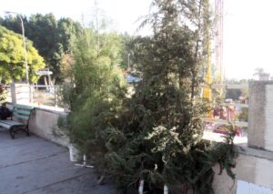 feature antigoni local trees being sold in the centre of nicosia in the past