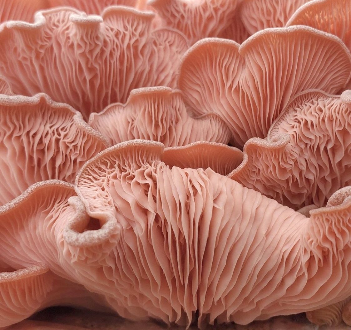 image 2021 Reviewed: Fun, funky fungi tap into the EU’s farm to fork plans