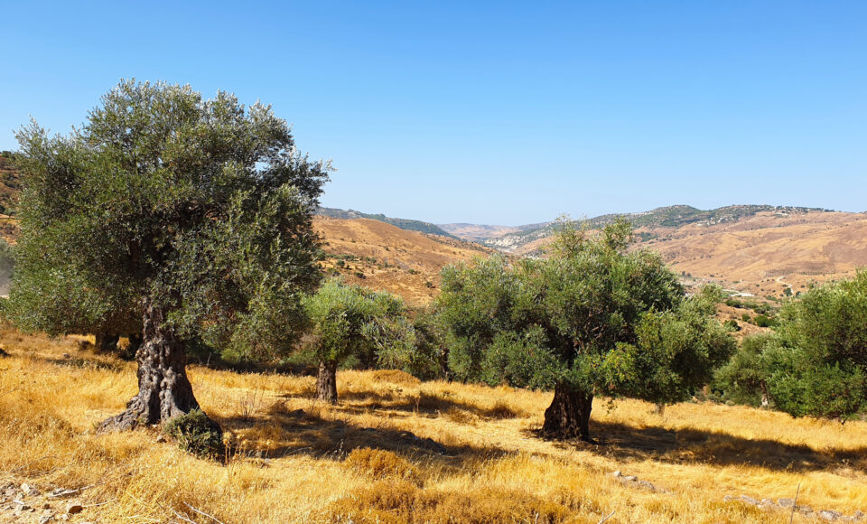 feature paul main the western slopes of the village are dotted with monumental olive trees