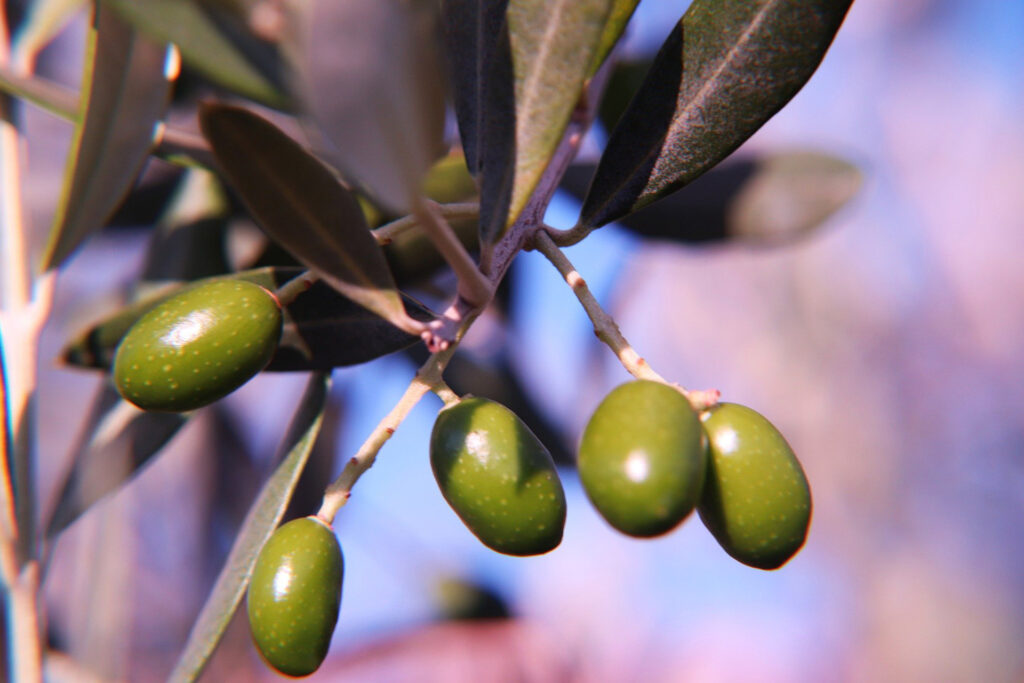 feature paul the fruit of the ‘apostolic trees’ is larger than most