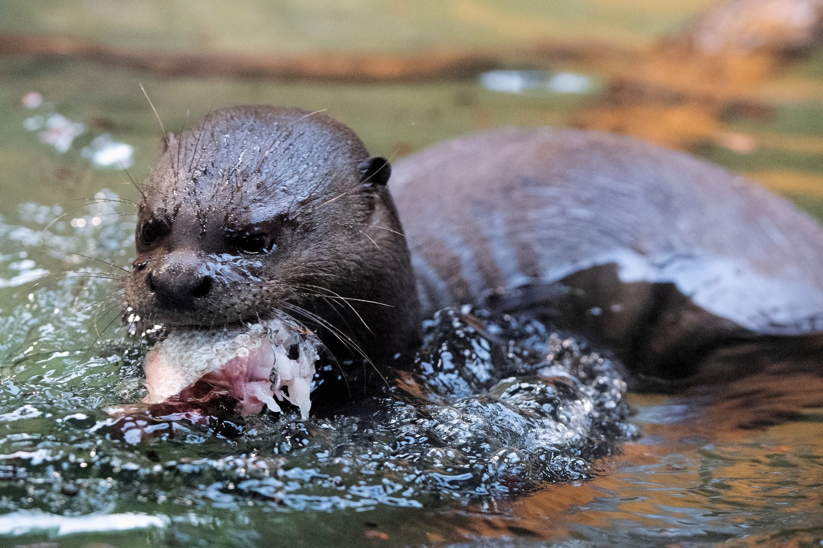 British man recounts attack by otters in Singapore gardens | Cyprus Mail