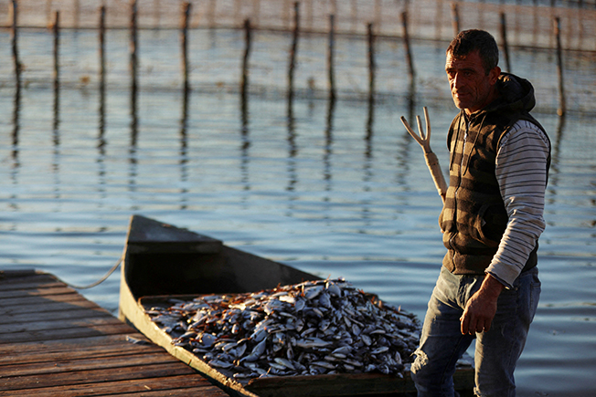 image Thousands of fish die from thermal shock as cold sweeps Greece