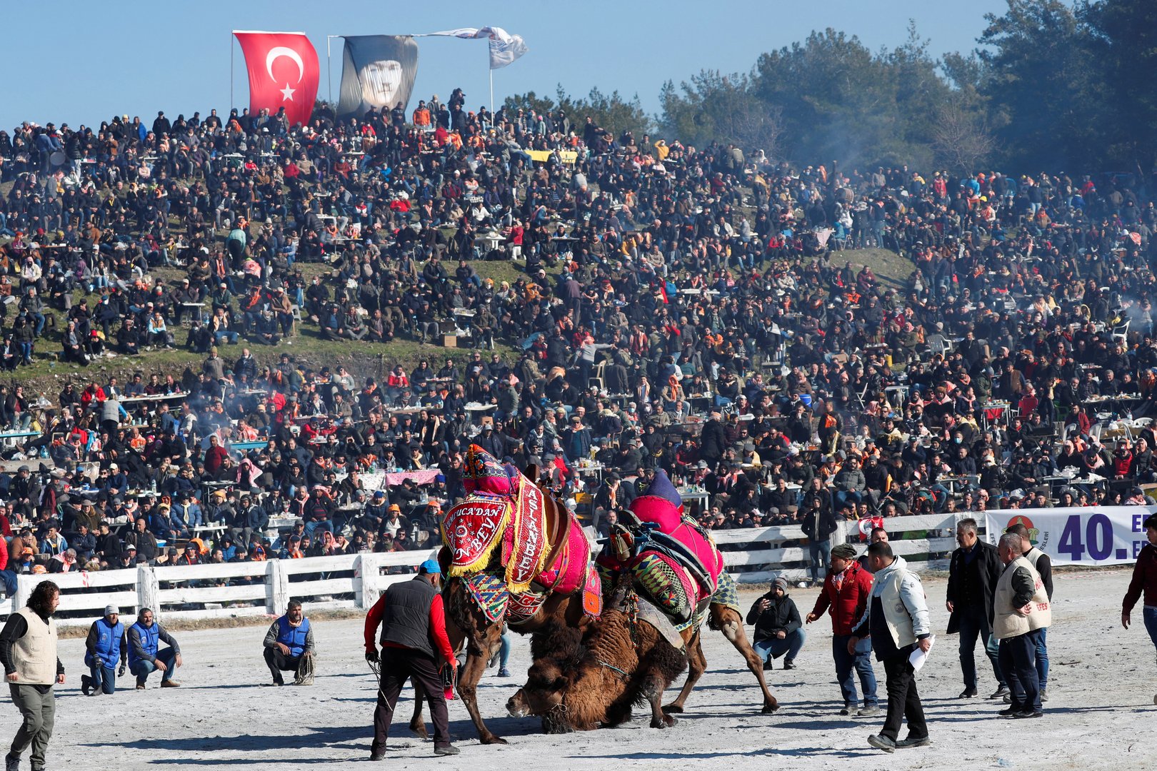 image Animal rights activists slam Turkish camel wrestling festival