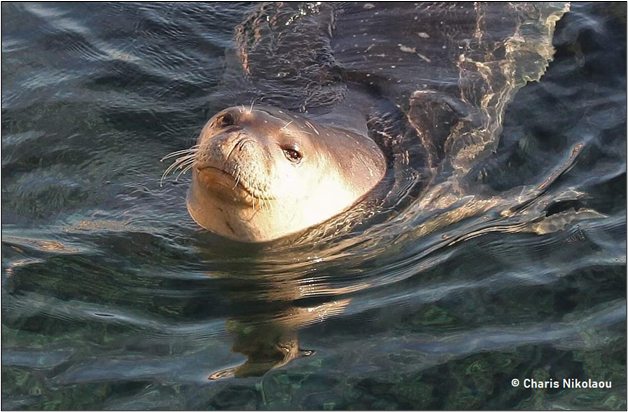 image Monk seal population increases in Cyprus for 2023