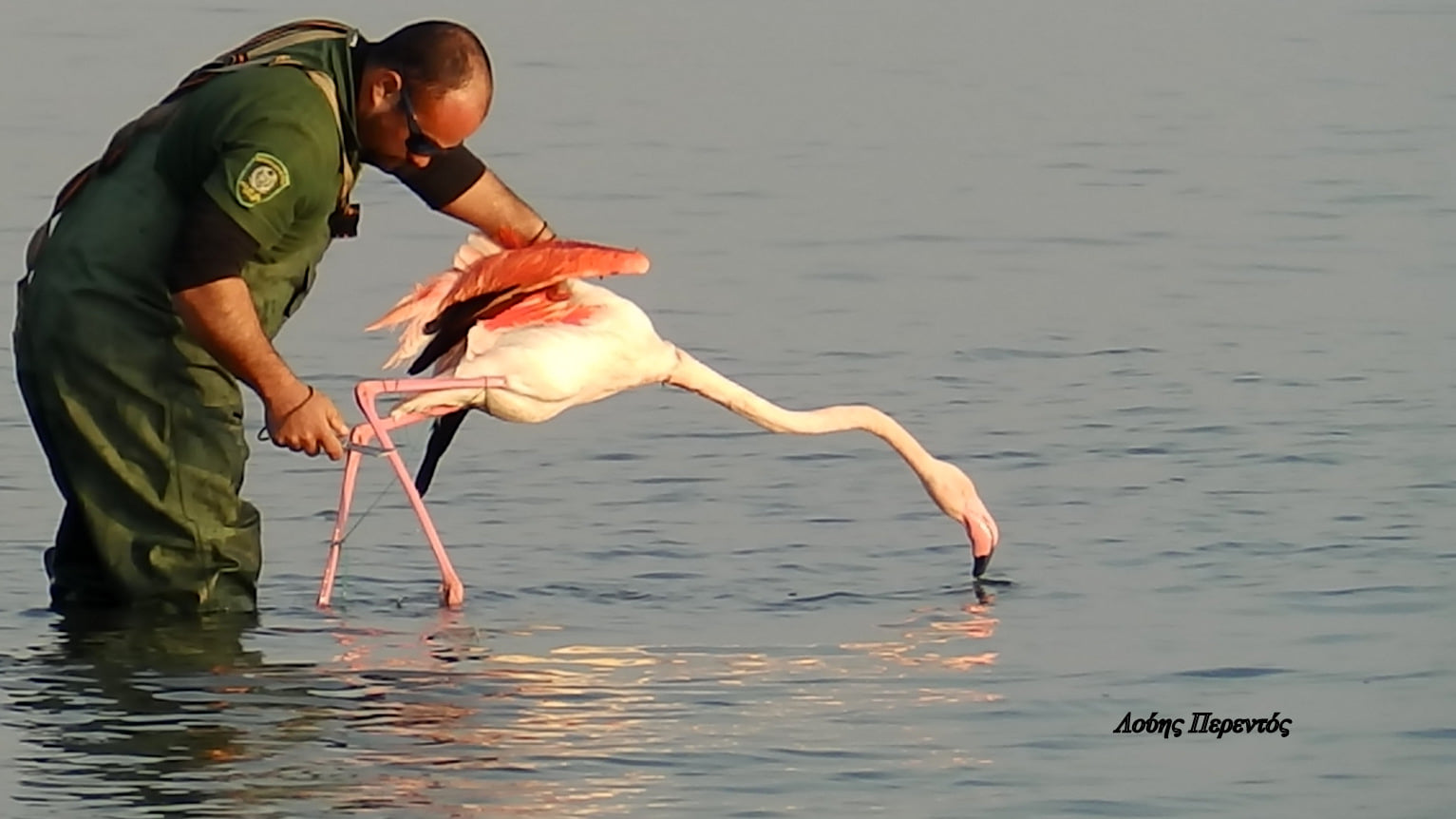 Rescue of flamingo entangled in string | Cyprus Mail