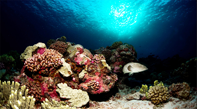 image Pristine coral reef unblemished by warming oceans found off Tahiti