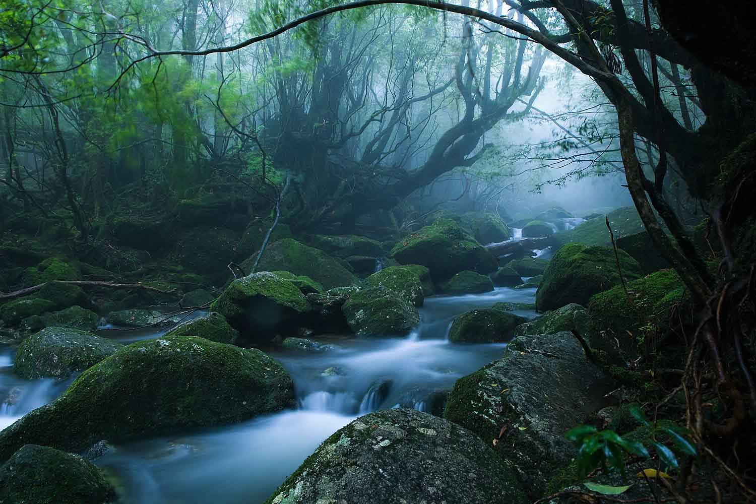 image What’s Eaten Where: Yakushima