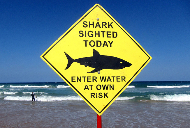 image Shark kills swimmer in Sydney&#8217;s first fatal attack since 1963